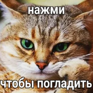😸
