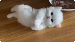 🐾