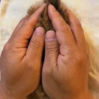 🐱