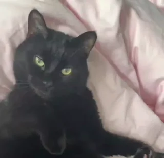 🐈‍⬛️
