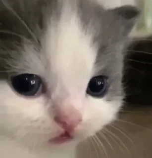 🥺