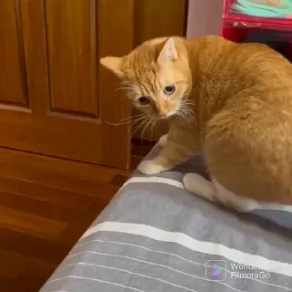 🐈