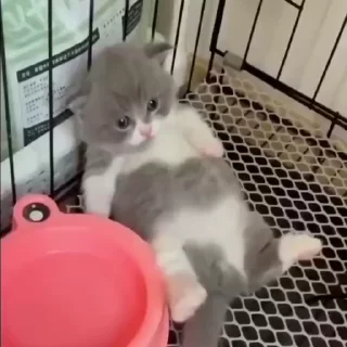 🐈‍⬛