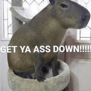 🦦