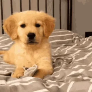 🐶
