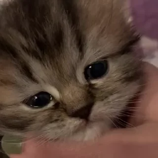 🐈
