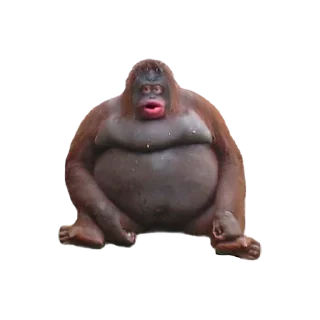 🦧