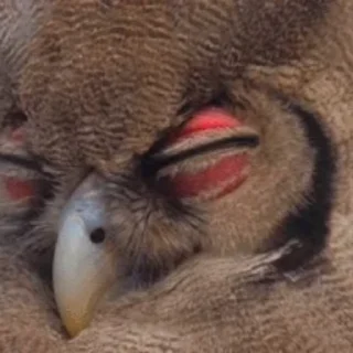 🦉