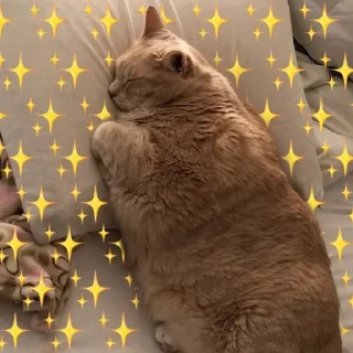 ✨