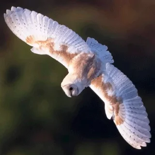 🦅