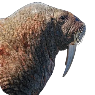 🐘