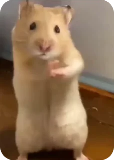 🌟