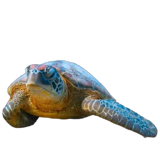 🐢