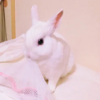 🐰