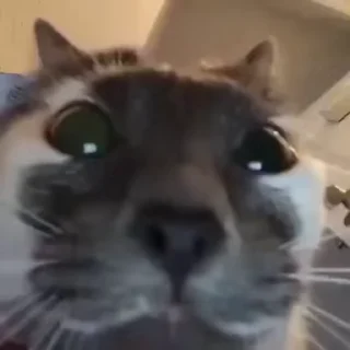 🌟