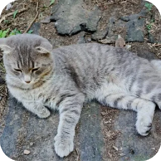 🐱