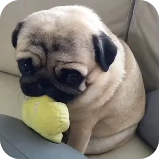 🐶