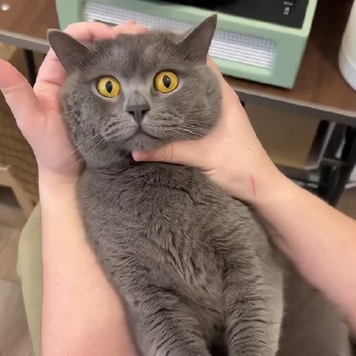 🐈‍⬛️