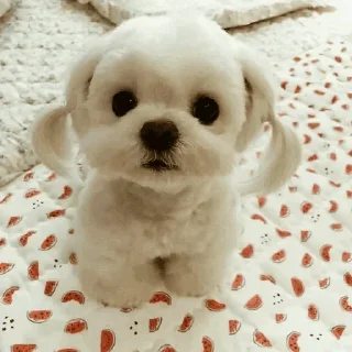 🐾