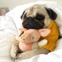 🐶