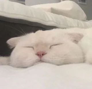 💤