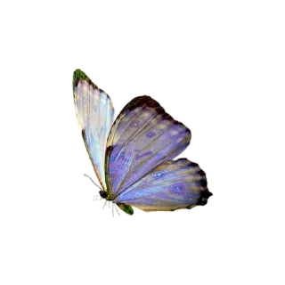 🦋