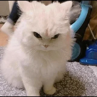 😼