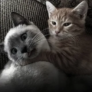 cats. @klimerlly :: @fStikBot