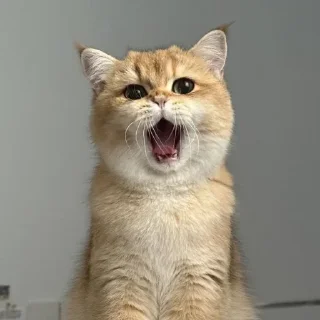 🤩