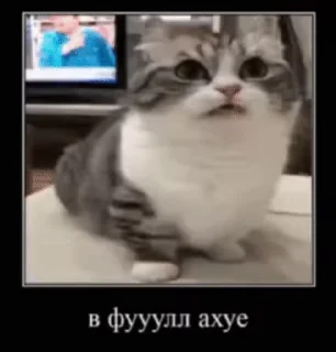 Ебучий Комару