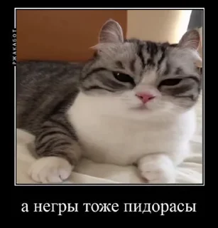 🙀
