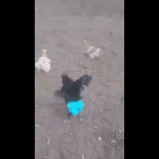 🐔