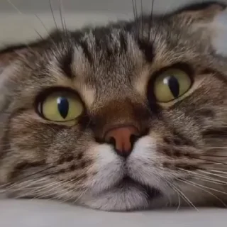 🤩