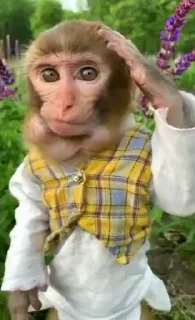 🐵