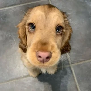 🐶