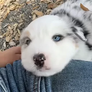 🐶