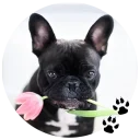 🐶