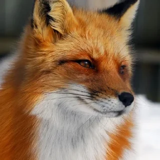 🦊