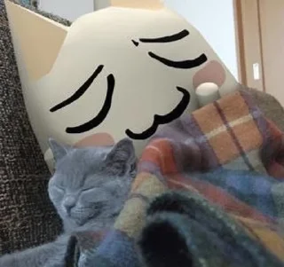😽