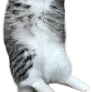 😺
