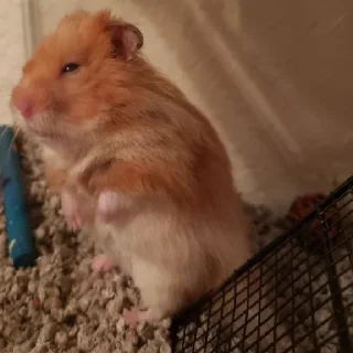 🐹