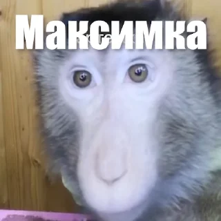 🙉