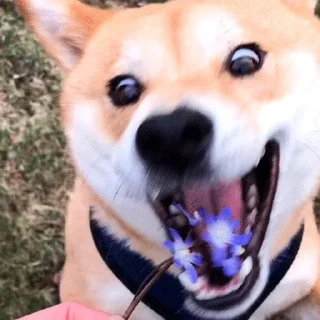🐶