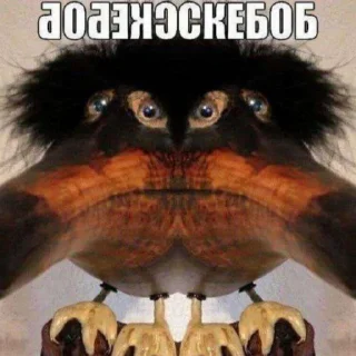 👥