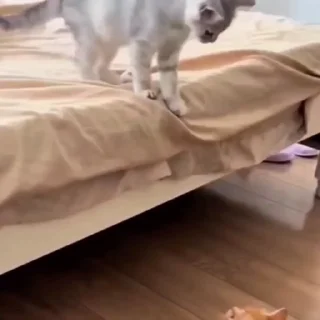 🤩