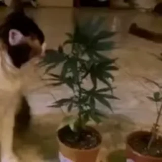 😁