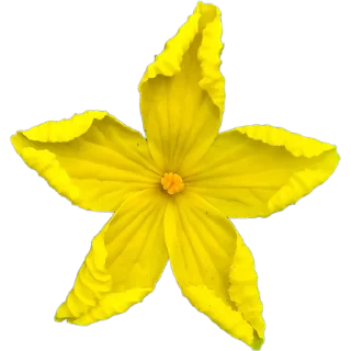 🌼
