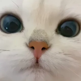 🐾