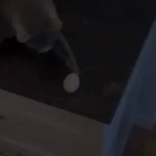 🐈
