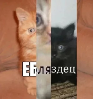 🐈‍⬛